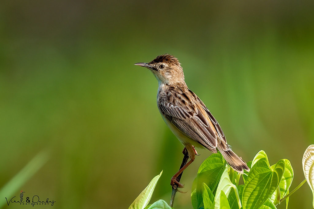 Zitting Cisticola